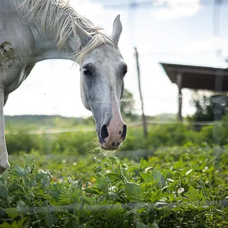 Kergemokus Vendeghaz * Nagyberki