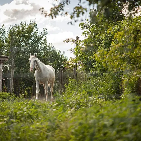 شقة Kergemokus Vendeghaz *